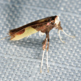 0625 - Caloptilia porphyretica