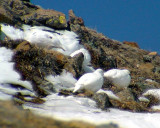White-tailed Ptarmigan - Lagopus leucura