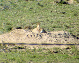 Black-tailed Prairie Dog - Cynomys ludovicianus