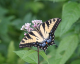 Eastern Tiger Swallowtail (female) - Papilio glaucus