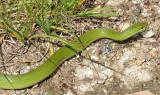 Eastern Smooth Green Snake - Opheodrys vernalis vernalis