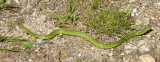 Eastern Smooth Green Snake - Opheodrys vernalis vernalis