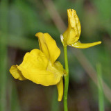 Horned Bladderwort - Utricularia cornuta
