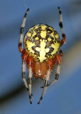 Orb Weavers - Genus Araneus