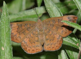 Falcate Metalmark - Emesis tenedia