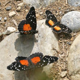 (2) Crimson Patch (Chlosyne janais), (1) Rosita Patch (Chlosyne rosita)