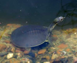 Spiny Soft-shelled Turtle - Trionyx spiniferus