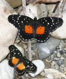 Crimson (Chlosyne janais), and Rosita Patch (Chlosyne rosita)