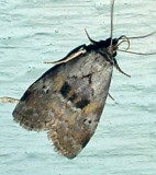 9039 -- Yellow-spotted Graylet Moth -- Hyperstrotia flaviguttata
