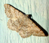  6386 -- Faint-spotted Angle Moth -- Digrammia ocellinata