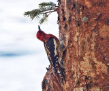 Red-breaster Sapsucker - Sphyrapicus ruber