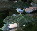 American Dipper - Cinclus mexicanus