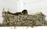 Barn Swallow