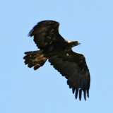 Golden Eagle - Aquila chrysaetos