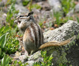 Colorado Chipmunk - Tamias quadrivittatus