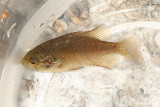 Banded Sunfish - Enneacanthus obesus