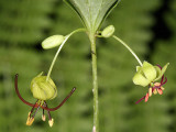 Indian Cucumber Root - Medeola virginiana