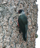 Lewiss Woodpecker - Melanerpes lewis
