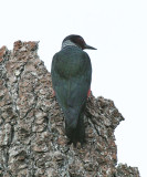 Lewiss Woodpecker - Melanerpes lewis