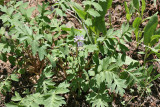 Western Waterleaf - Hydrophyllum occidentale