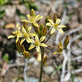 Golden Brodiaea - Triteleia ixioides anilina