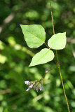  American Hog-Peanut - Amphicarpaea bracteata 