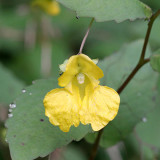 Balsam, touch-me-not; Balsam, yellow Impatiens noli-tangere