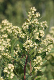 Groundsel