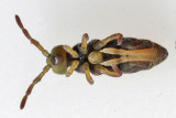 Hydroisotoma schaefferi (male)