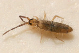 Entomobrya unostrigata
