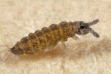 Ceratophysella pratorum