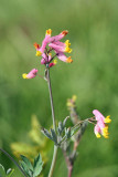 Pink Corydalis - Corydalis sempervirens