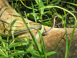 Northern Ribbon Snake - Thamnophis sauritus septentrionalis