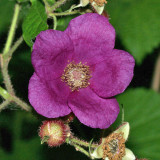 Purple-flowered Raspberry - Rubus odoratus 