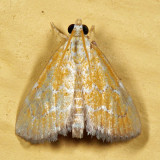 4879 – Xanthophysa psychialis