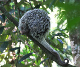 Brazilian Porcupine Coendou prehensilis