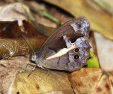 Penelea Satyr - Posttaygetis penelea
