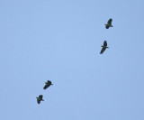 Orange-winged Parrots - Amazona amazonica