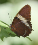 Rusty-tipped Page - Siproeta epaphus