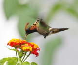 Tufted Coquette - Lophornis ornatus