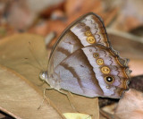 Andromeda Satyr - Taygetis thamyra?