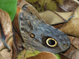 Dark Owl-Butterfly - Caligo brasiliensis