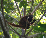 Guianan Red Howler Monkey - Alouatta macconnelli
