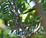 Yellow-crowned Parrot - Amazona ochrocephala
