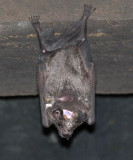 Sebas Short-tailed Fruit Bat - Carollia perspicillata