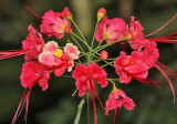 Peacock Flower - Caesalpinia pulcherrima