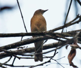 Cocoa Thrush - Turdus fumigatus