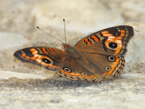 Tropical Buckeye - Junonia genoveva