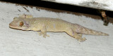 Turnip-tailed Gecko (Thecadactylus rapicauda)