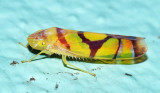 Leafhoppers genus Iragua